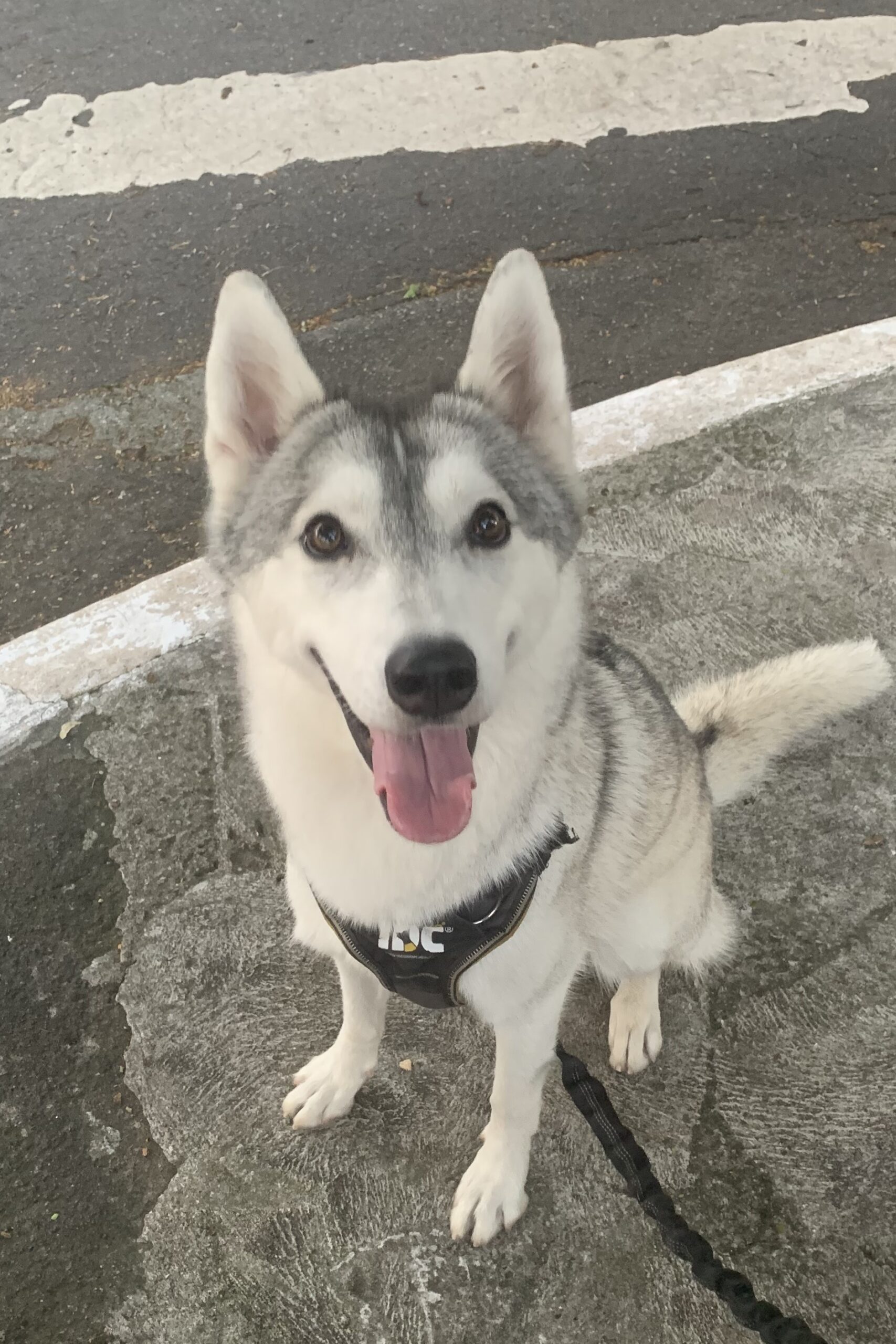 Nala🐺